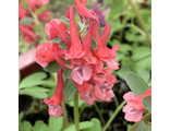 Corydalis solida “Red Banner”