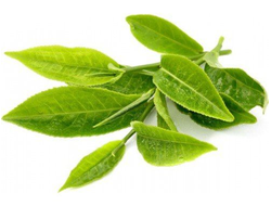 Гидролат Зелёный чай (сенча в/с) Camellia sinensis (листья) 100 мл