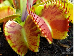 Dionaea muscipula Patches