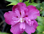 №44 Hibiscus syriacus Purple Ruffles