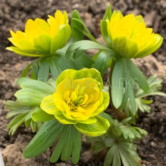 Eranthis &quot;Eberhard Fluche&quot;