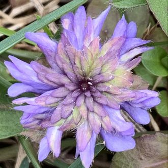 Hepatica nobilis “Dr.Ernst von Siemens”