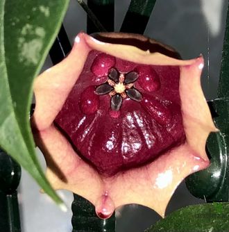 Hoya wallichii subsp. tenebrosa