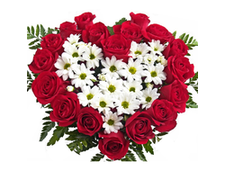 Сердце из красных роз и белой Хризантемы