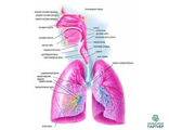 Бады для дыхательной системы