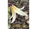 Erythronium revolutum Moonlight Serenade