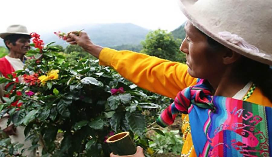 Сборщики кофе в Перу 