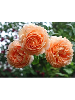 Полька (Polka) роза