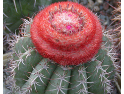 Melocactus matanzanus (семена)