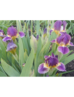 МОИ СОРТА. Интродукция Ивана Мельникова 2018 год