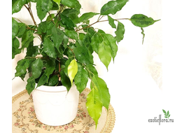 Ficus Yellow Gold / фикус бенджамина голден моник -Азия