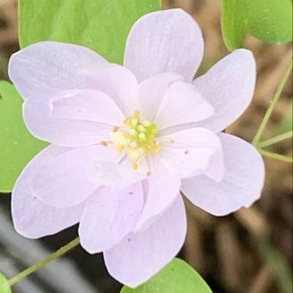 Anemonella thalictroides “Pink Flach”