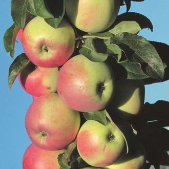 "Зеленый шум" 2-ой год(подвой М-9 карликовый) Иммунные Орловские сорта. "Зеленый шум" 2-ой год(подвой М-9 карликовый) Иммунные Орловские сорта.