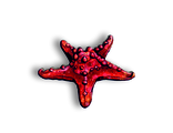 Красная морская звезда - Брошь/ значок - 309