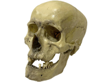золотой, череп, человеческий, черепушка, кости, скелет, мертвец, Skull, gold, бронзовый, голова, old