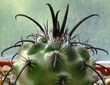 Parodia (1)