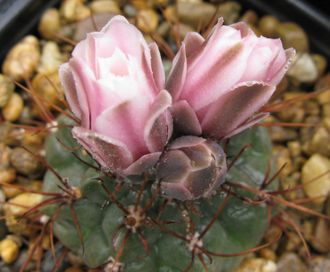 Gymnocalycium kroenleinii VG 508