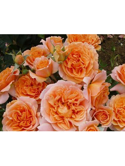 роза плетистая густомахровая "голд раш"