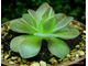 Pinguicula Sethos