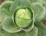 Капуста Июньская