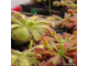 Семена Росянки Drosera MIX