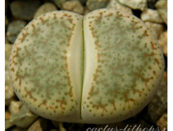 Lithops pseudotruncatella C070 (MG) - 10 семян