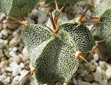 Astrophytum ornatum v. virens