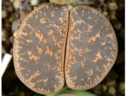Lithops lesliei (Pietersburg form) C032 (MG-1651) - 10 семян