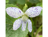 Viola sororia &#039;Freckles&#039;