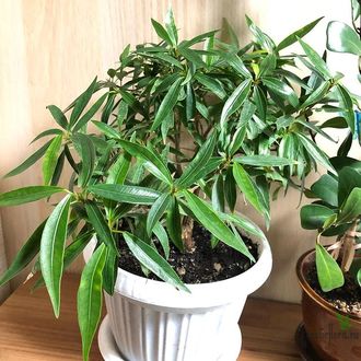 Ficus Neriifolia / фикус нериифолия иволистный