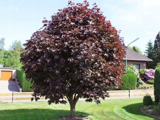 Клен остролистный Фассенс Блэк (репродукция) 150-200 С7