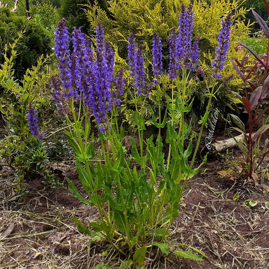 Salvia nemorosa 'Caradonna' Шалфей дубравный Карадонна