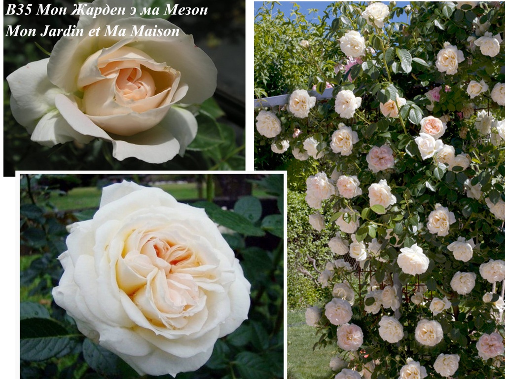 Pletistye Rozy Sort Mon Zharden E Ma Mezon Mon Jardin Et Ma