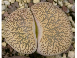 Lithops lesliei (Kimberley form) C014 (MG) - 10 семян