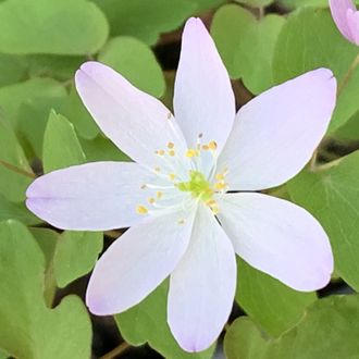 Anemonella thalictroides “Dark Pink”