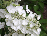 Долприм (Примвайт) гортензия метельчатая (Hydrangea paniculata ‘Dolprim’/‘Primе White’)