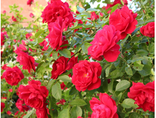 Плетистые розы - Сорт Фламентанц (Flammentanz)