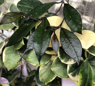 Hoya lacunosa "Tove"