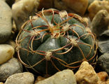 Gymnocalycium netrelianum VG 422. Сеянец.