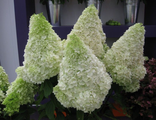 Полар Бир гортензия метельчатая (Hydrangea paniculata Polar Bear)