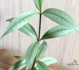 Алламанда карликовая (Allamanda sp.‘Silver leaf’ (yellow flower)