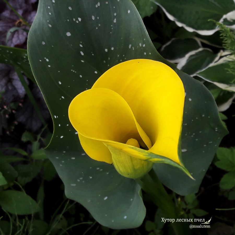 Calla Lily 'Best Gold'  Калла Бест Голд