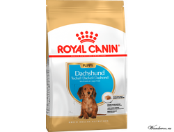 Royal Canin Dachshund Puppy Роял Канин Дачсхунд Паппи корм для щенков собак породы такса, 1,5 кг