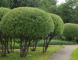 Ива ломкая шаровидная (Salix fragolis)