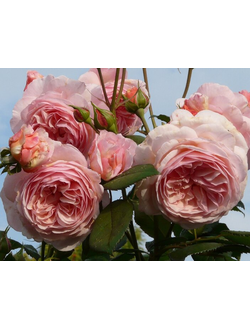 Розовый Лед (A Shropshire Lad (AUSled) роза, ЗКС