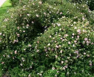 Розовая принцесса лапчатка кустарниковая(Potentilla fruticosa Pink Queen)(15-30/3л)