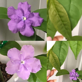 Brunfelsia Australis