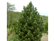 Сосна белокорая (боснийская) (Pinus leucodermis)