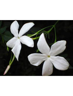 Jasmine grandiflorum abs. (India) 50% / Жасмин крупноцветковый абсолют