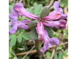 Corydalis solida “Лиловый сюрприз»